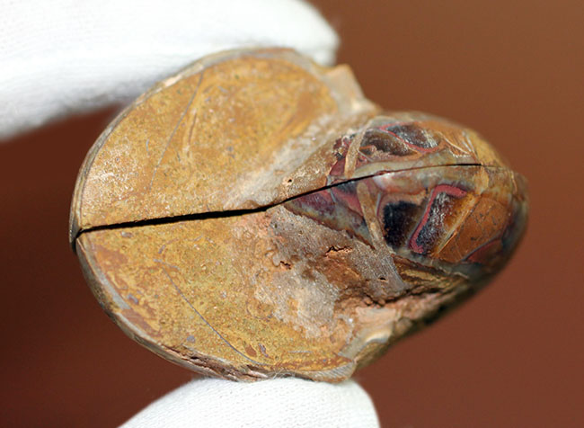 およそ1億年前のマダガスカルの海中に生息していたオウムガイのカット＆ポリッシュ標本（その7）