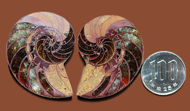 およそ1億年前のマダガスカルの海中に生息していたオウムガイのカット