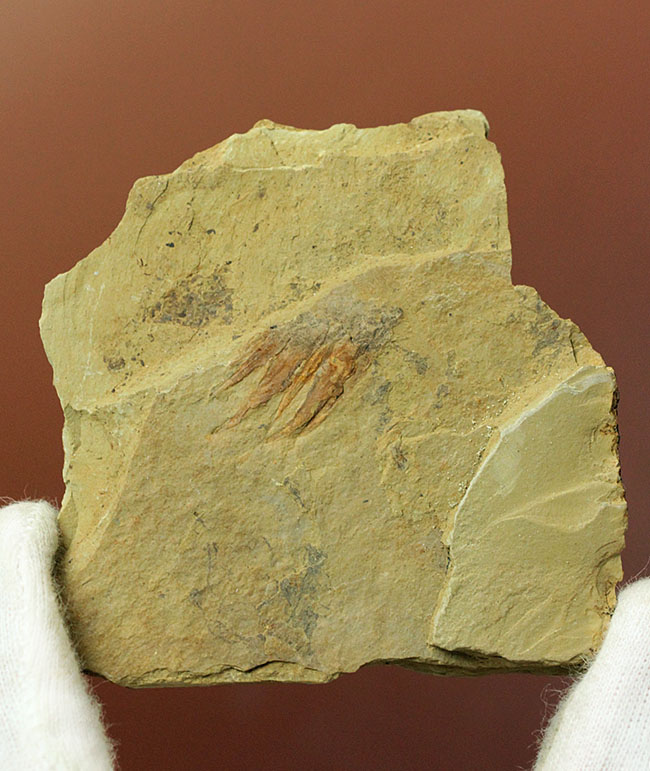 ベリーレア！カンブリア爆発！あのアノマロカリスの触手の化石。澄江産。オールドコレクション。（その2）