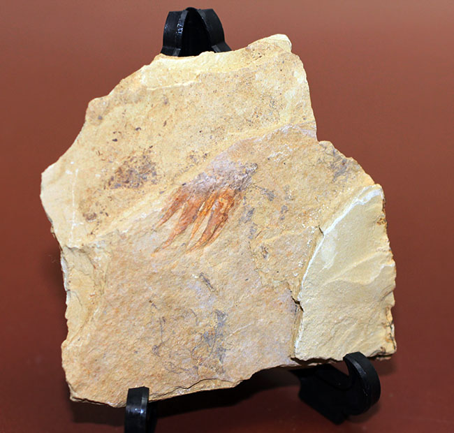 ベリーレア！カンブリア爆発！あのアノマロカリスの触手の化石。澄江産。オールドコレクション。（その3）