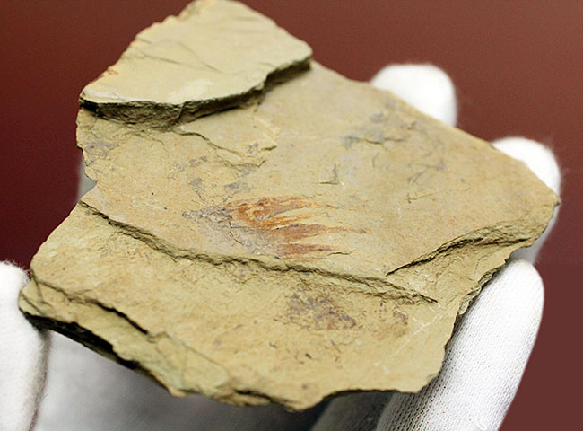 ベリーレア！カンブリア爆発！あのアノマロカリスの触手の化石。澄江産。オールドコレクション。（その4）