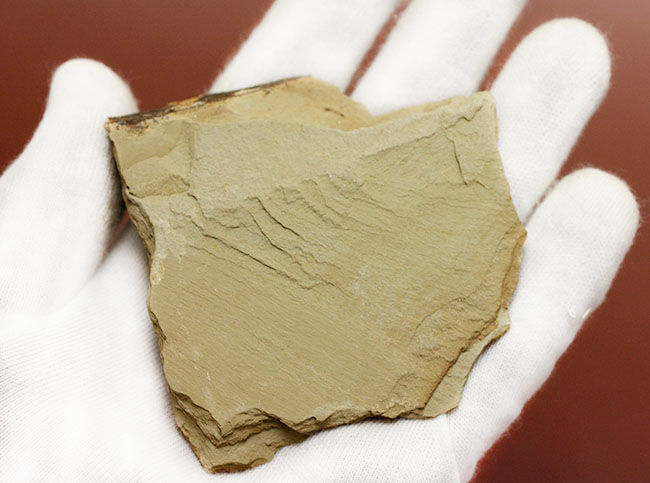 ベリーレア！カンブリア爆発！あのアノマロカリスの触手の化石。澄江産。オールドコレクション。（その6）