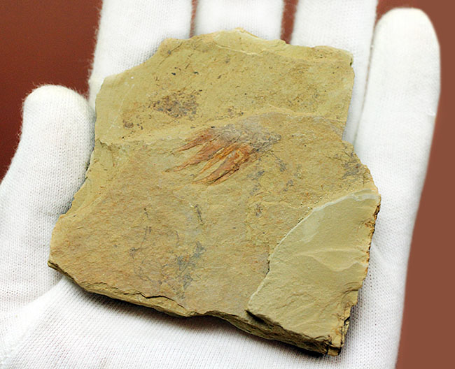 ベリーレア！カンブリア爆発！あのアノマロカリスの触手の化石。澄江産。オールドコレクション。（その7）