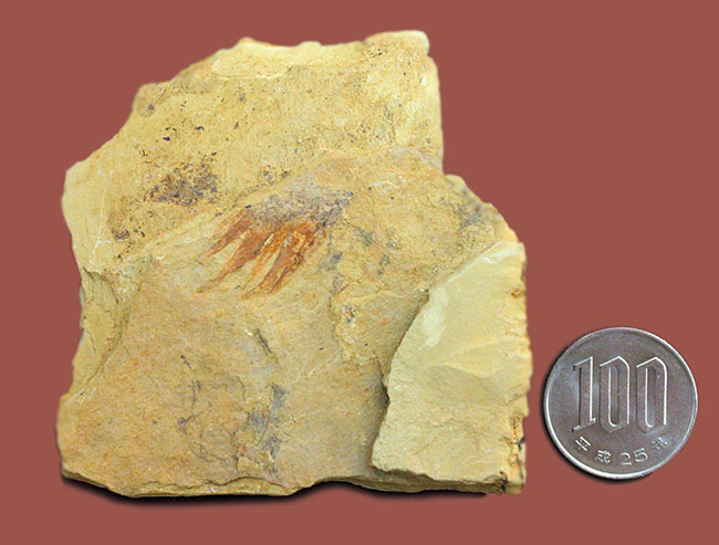 ベリーレア！カンブリア爆発！あのアノマロカリスの触手の化石。澄江産。オールドコレクション。（その9）