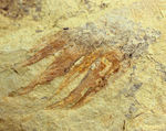 ベリーレア！カンブリア爆発！あのアノマロカリスの触手の化石。澄江産。オールドコレクション。