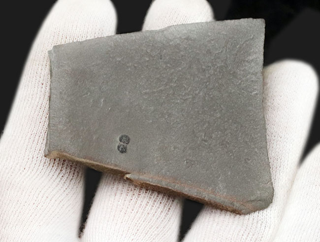 カンブリア紀に生息していた、謎に包まれた眼を持たない三葉虫、ペロノプシス(Peronopsis)の高品質な化石(その3)