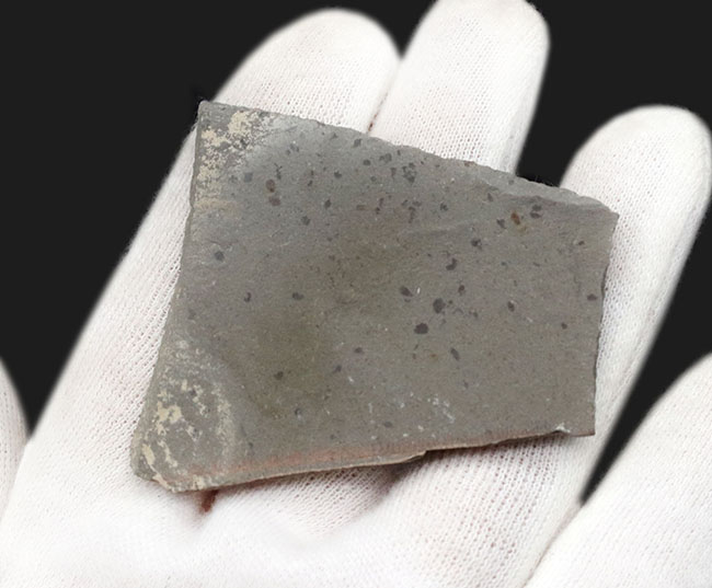 カンブリア紀に生息していた、謎に包まれた眼を持たない三葉虫、ペロノプシス(Peronopsis)の高品質な化石(その4)