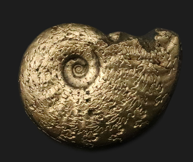 美麗品!明瞭な縫合線が美しい、フランス・アヴェイロン産の黄鉄鉱化アンモナイト(Ammonite)(その1)