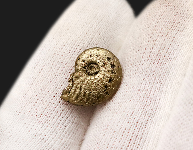 美麗品!明瞭な縫合線が美しい、フランス・アヴェイロン産の黄鉄鉱化アンモナイト(Ammonite)(その2)