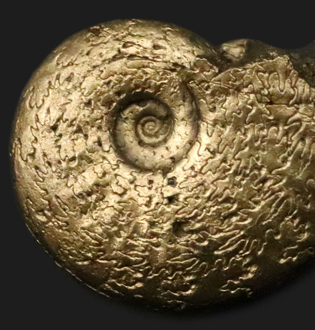 美麗品!明瞭な縫合線が美しい、フランス・アヴェイロン産の黄鉄鉱化アンモナイト(Ammonite)(その4)