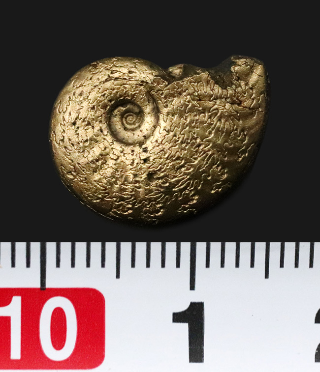 美麗品!明瞭な縫合線が美しい、フランス・アヴェイロン産の黄鉄鉱化アンモナイト(Ammonite)(その6)
