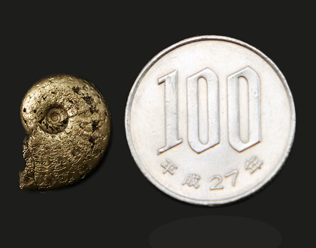美麗品!明瞭な縫合線が美しい、フランス・アヴェイロン産の黄鉄鉱化アンモナイト(Ammonite)(その7)
