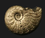美麗品！明瞭な縫合線が美しい、フランス・アヴェイロン産の黄鉄鉱化アンモナイト（Ammonite）