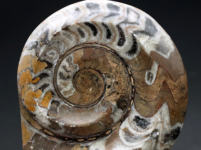 アンモナイトの祖先として知られる古い頭足類、ゴニアタイト（Goniatite）の殻の化石（その2）