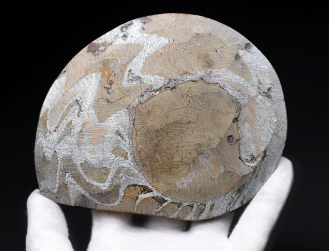 アンモナイトの祖先として知られる古い頭足類、ゴニアタイト（Goniatite）の殻の化石（その7）