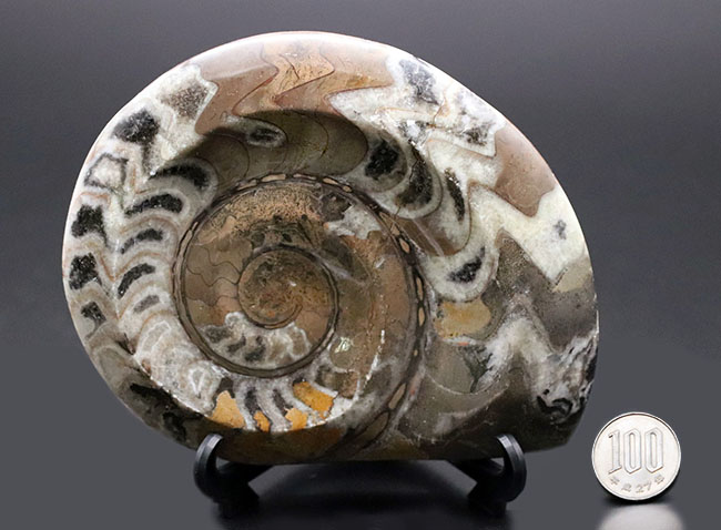 アンモナイトの祖先として知られる古い頭足類、ゴニアタイト（Goniatite）の殻の化石（その9）
