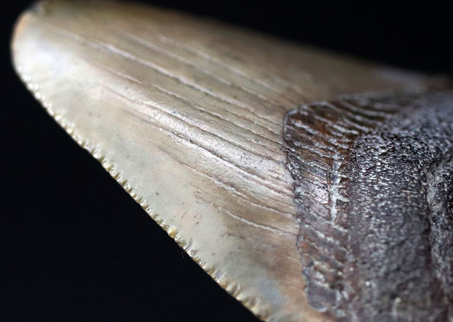 生っぽいエナメル質が味わい深いメガロドン(Carcharocles megalodon)の歯化石(その1)