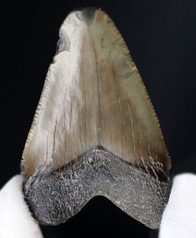 生っぽいエナメル質が味わい深いメガロドン（Carcharocles megalodon）の歯化石（その2）