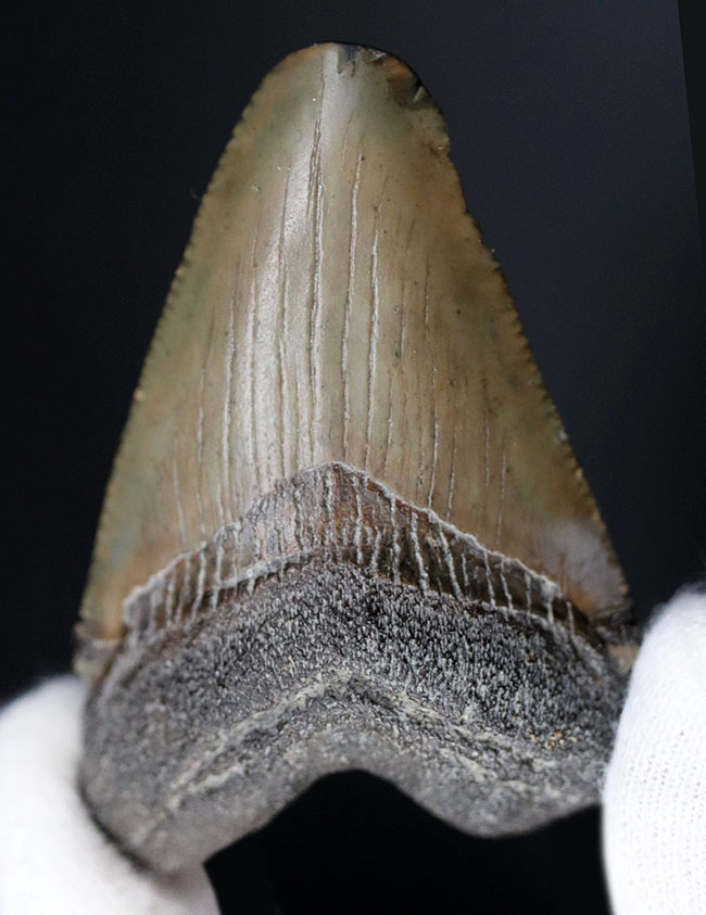 生っぽいエナメル質が味わい深いメガロドン（Carcharocles megalodon）の歯化石（その3）