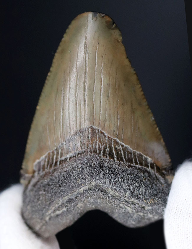生っぽいエナメル質が味わい深いメガロドン(Carcharocles megalodon)の歯化石(その3)