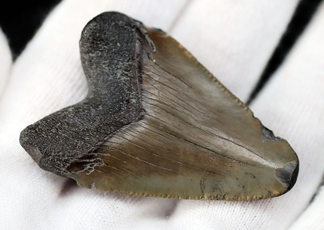 生っぽいエナメル質が味わい深いメガロドン（Carcharocles megalodon）の歯化石（その4）