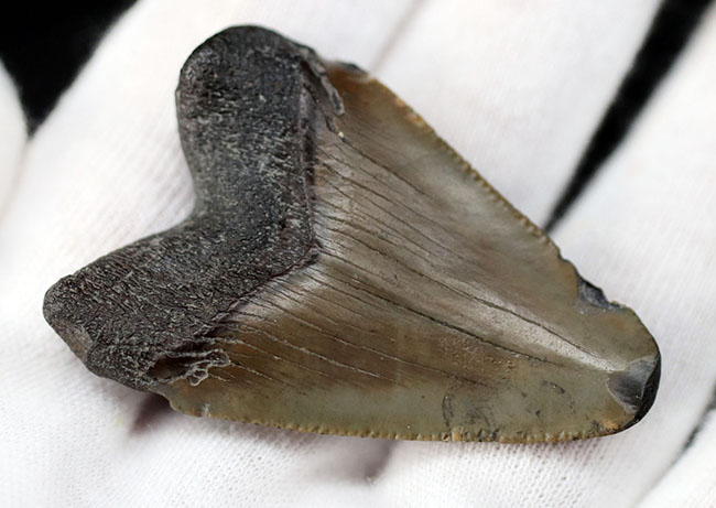 生っぽいエナメル質が味わい深いメガロドン(Carcharocles megalodon)の歯化石(その4)