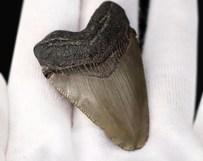 生っぽいエナメル質が味わい深いメガロドン(Carcharocles megalodon)の歯化石(その5)