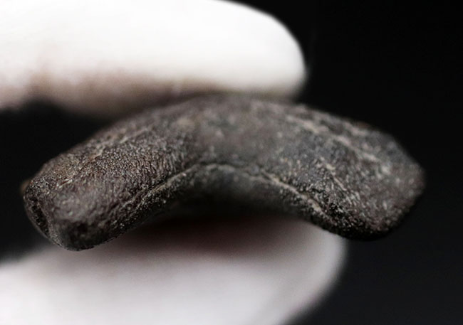 生っぽいエナメル質が味わい深いメガロドン(Carcharocles megalodon)の歯化石(その6)