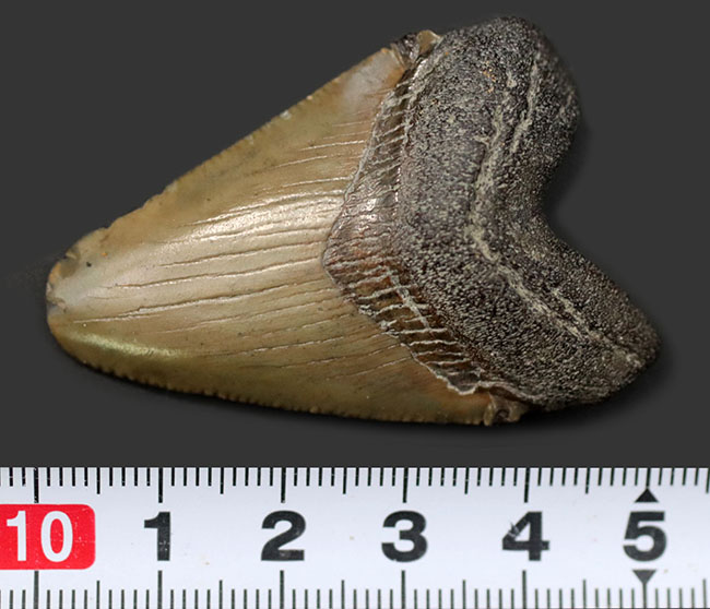 生っぽいエナメル質が味わい深いメガロドン（Carcharocles megalodon）の歯化石（その7）