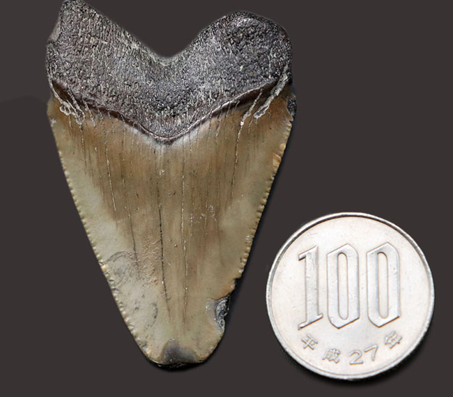 生っぽいエナメル質が味わい深いメガロドン(Carcharocles megalodon)の歯化石(その8)