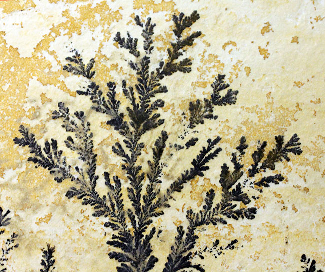 美しいデンドライト（Dendrite）をデスクに飾りませんか？ゾルンフォー