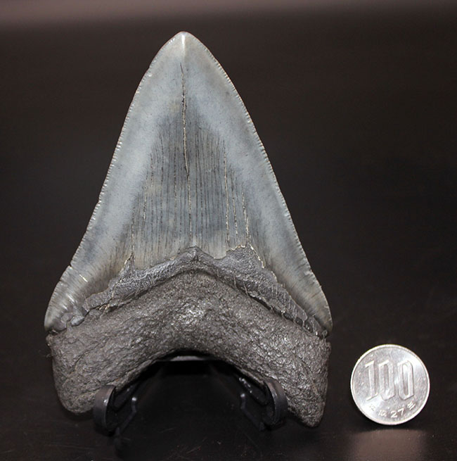 こだわりのあるコレクターに送る無補修、オールナチュラルの一級品。セレーションが完全保存されたメガロドン（Carcharodon megalodon）の歯化石（その14）