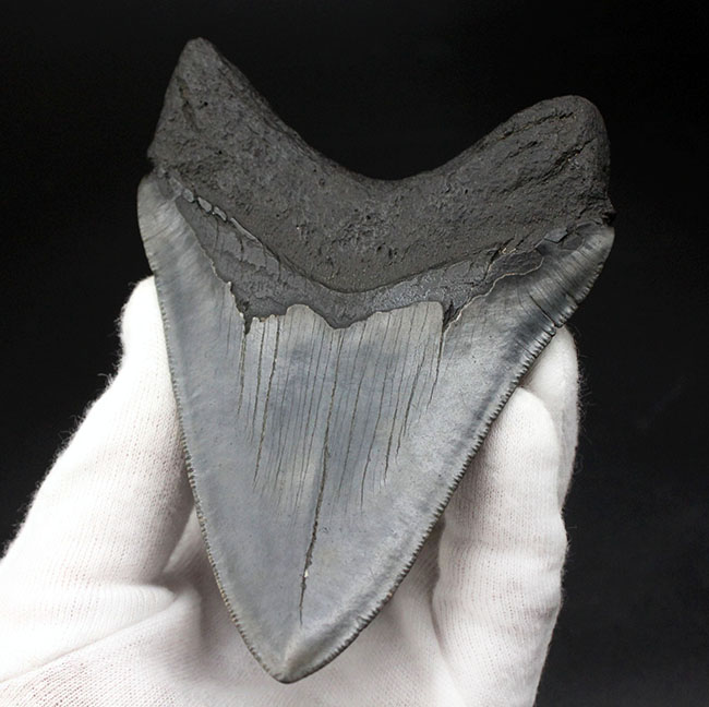 こだわりのあるコレクターに送る無補修、オールナチュラルの一級品。セレーションが完全保存されたメガロドン（Carcharodon megalodon）の歯化石（その2）