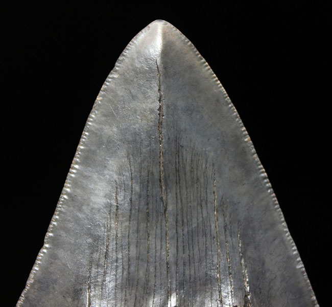 こだわりのあるコレクターに送る無補修、オールナチュラルの一級品。セレーションが完全保存されたメガロドン（Carcharodon megalodon）の歯化石（その7）