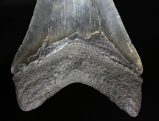 こだわりのあるコレクターに送る無補修、オールナチュラルの一級品。セレーションが完全保存されたメガロドン（Carcharodon megalodon）の歯化石（その8）