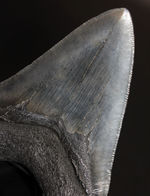こだわりのあるコレクターに送る無補修、オールナチュラルの一級品。セレーションが完全保存されたメガロドン（Carcharodon megalodon）の歯化石