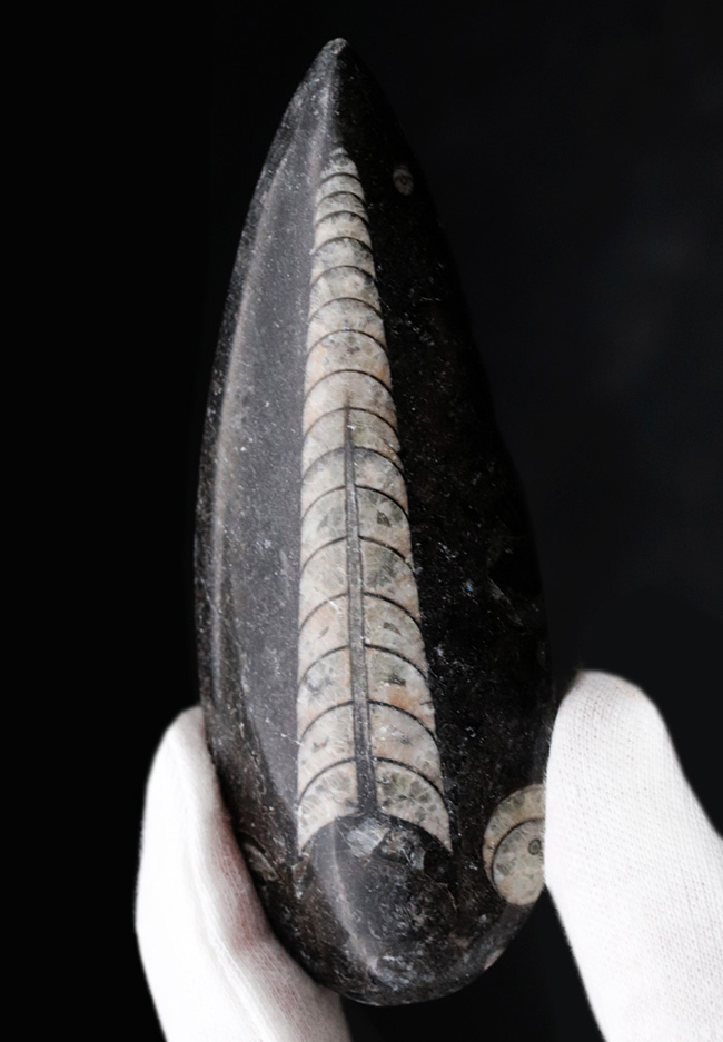 良質標本、直線的な殻が保存された、直角貝ことオルソセラス（Orthoceras）（その1）