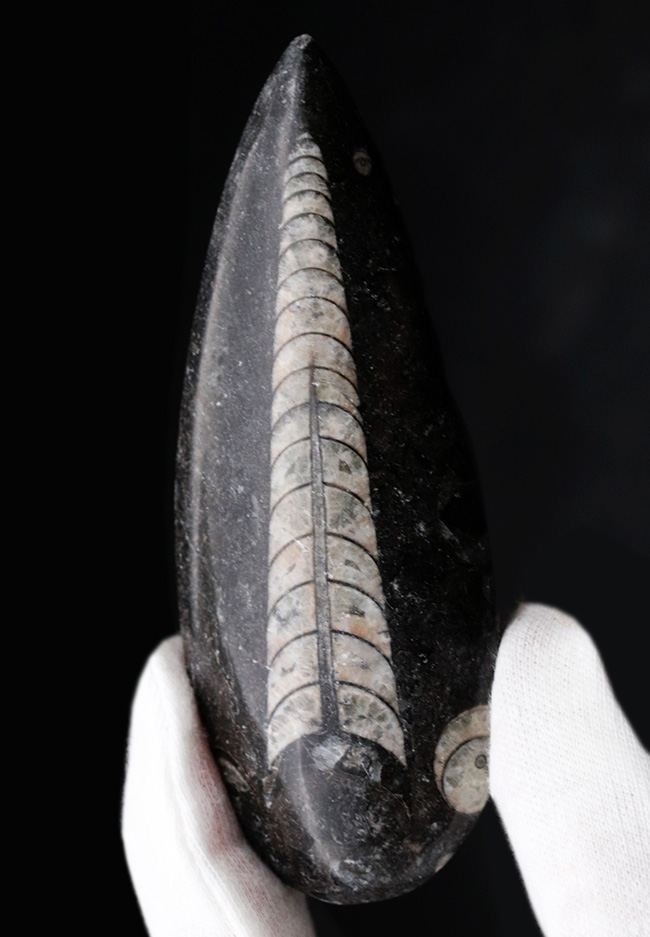 良質標本、直線的な殻が保存された、直角貝ことオルソセラス(Orthoceras)(その1)