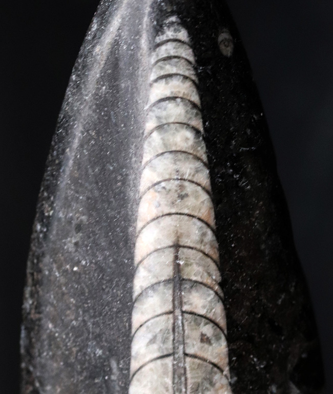 良質標本、直線的な殻が保存された、直角貝ことオルソセラス(Orthoceras)(その2)