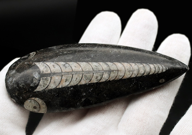 良質標本、直線的な殻が保存された、直角貝ことオルソセラス(Orthoceras)(その3)