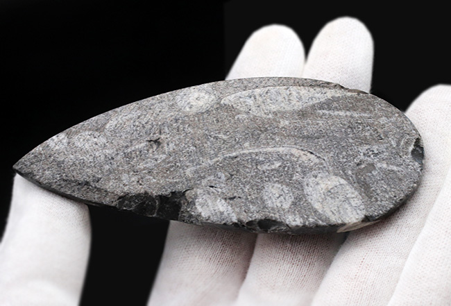 良質標本、直線的な殻が保存された、直角貝ことオルソセラス(Orthoceras)(その4)