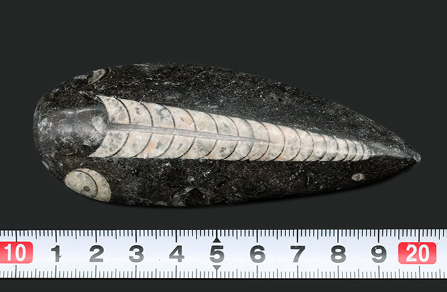 良質標本、直線的な殻が保存された、直角貝ことオルソセラス(Orthoceras)(その5)