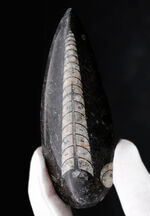 良質標本、直線的な殻が保存された、直角貝ことオルソセラス（Orthoceras）