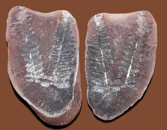 ちょっとマニアックなシダ、ネイロペリス（Neuroperis sp.）のノジュール化石。保存状態良好。（その1）