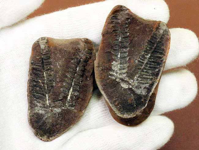 ちょっとマニアックなシダ、ネイロペリス（Neuroperis sp.）のノジュール化石。保存状態良好。（その2）