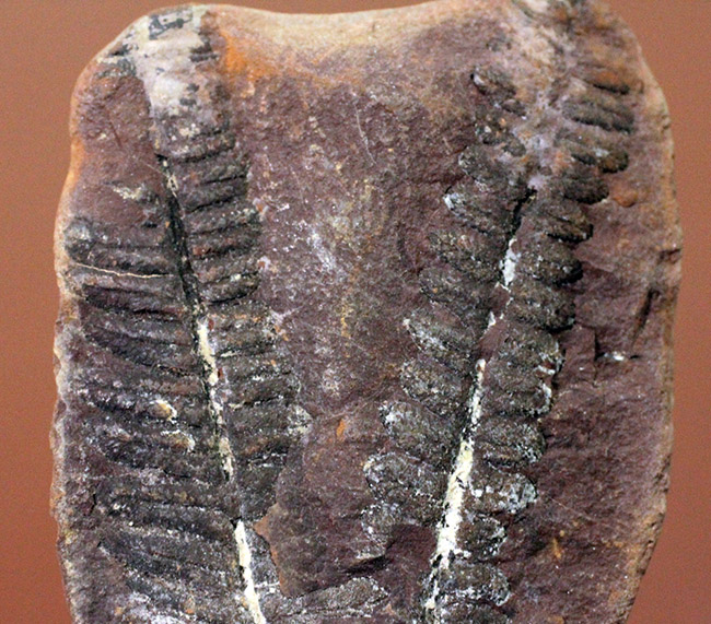 ちょっとマニアックなシダ、ネイロペリス（Neuroperis sp.）のノジュール化石。保存状態良好。（その4）