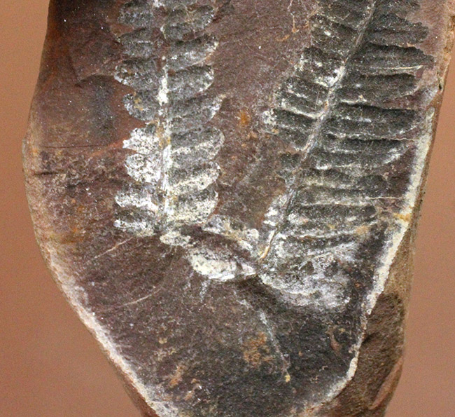 ちょっとマニアックなシダ、ネイロペリス（Neuroperis sp.）のノジュール化石。保存状態良好。（その6）