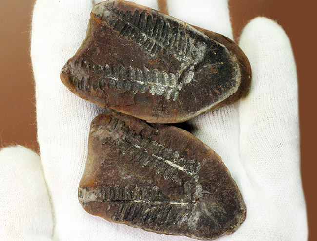 ちょっとマニアックなシダ、ネイロペリス（Neuroperis sp.）のノジュール化石。保存状態良好。（その7）