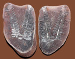 ちょっとマニアックなシダ、ネイロペリス（Neuroperis sp.）のノジュール化石。保存状態良好。