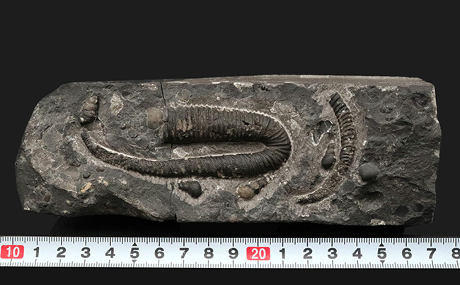 希少‼︎】Meyerella magna えびの化石 白亜紀 1億1800万年前